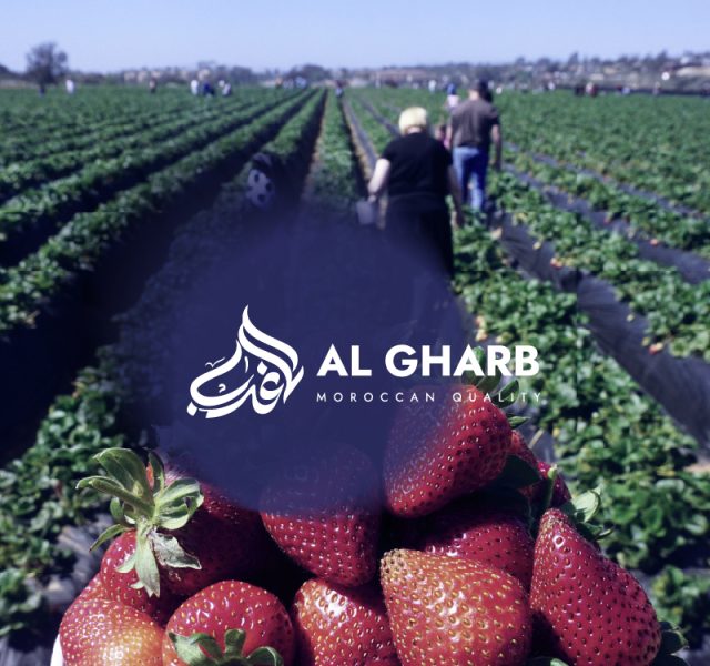 Algharb vuenova - agence web digitale