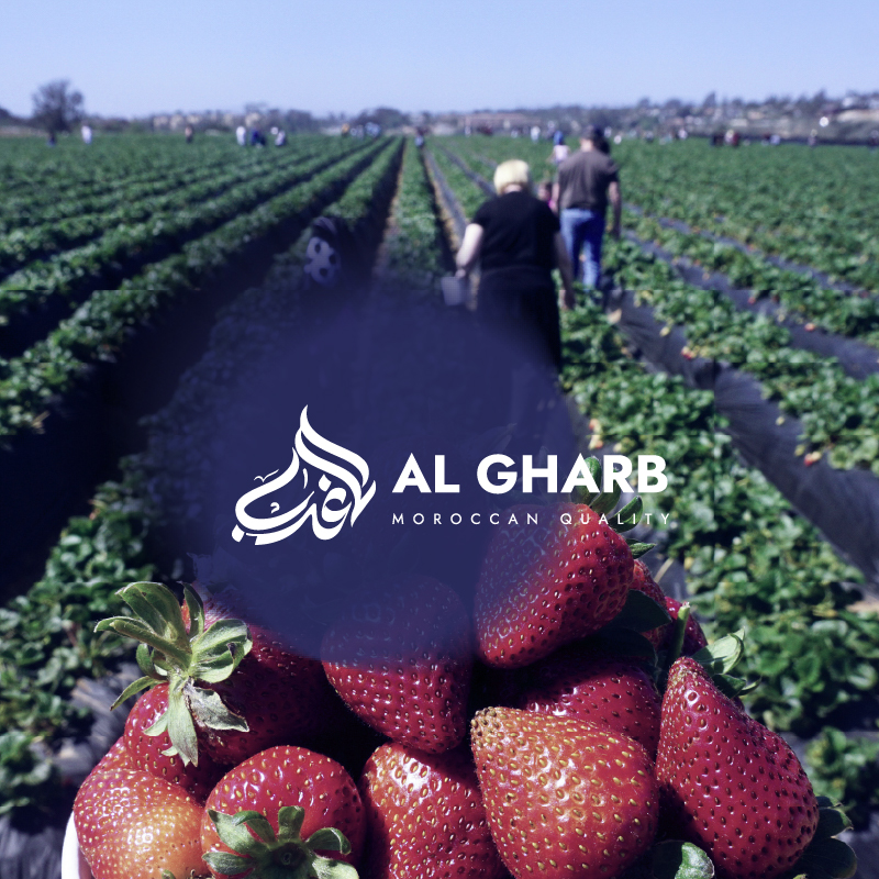 Algharb vuenova - agence web digitale